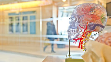 transparenter Schädel